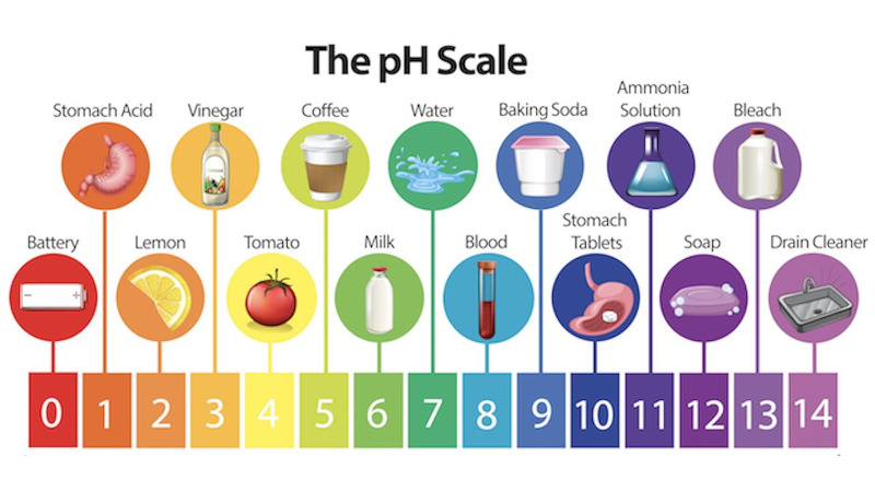 ph scale showing ph levels of common items