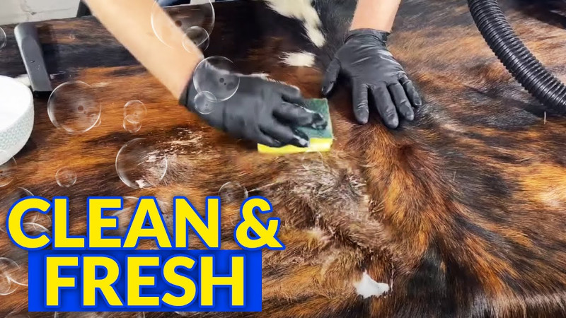 man cleaning cow hide rug with a sponge